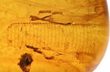 Rara cola de lagarto con dos pies/garras, inclusión fósil en ámbar birmano
