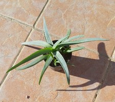 Aloe Vera mehrere im 10cm Topf - bewurzelt