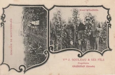Gradignan, Veuve J.Souleau et ses Fils, domaine de Montferrand, les vendanges