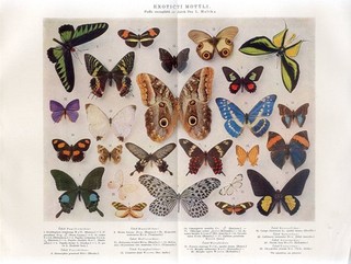 1900s EXOTIC BUTTERFLIES PARADISE BIRDWING CRIMSON ROSE Lithograph Print A.Brehm