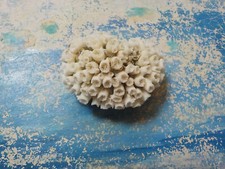 CORAIL , 62,00 mm X 48,00 mm , de GRÈCE