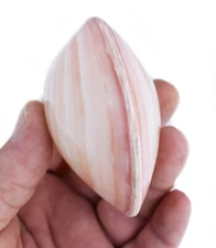 12 Polished Whole Tiger Clam Shells 3-4" (Top & Bottom) Beach Wedding Coastal