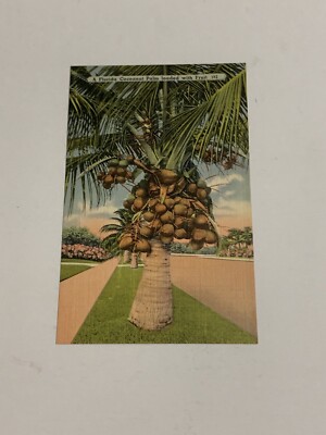Florida Postcard Coconut Palm loaded with fruit FL