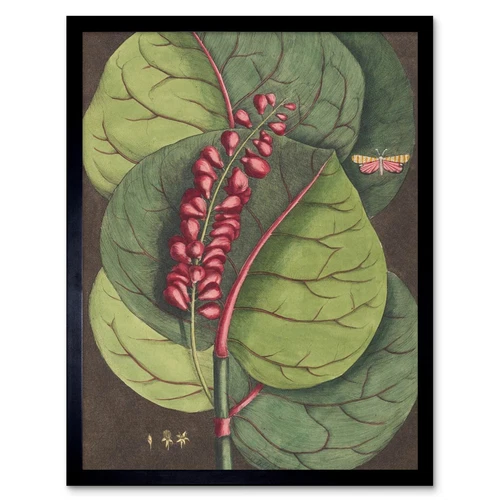 Flower Coccoloba Uvifera Seagrape 12X16 Inch Framed Art Print