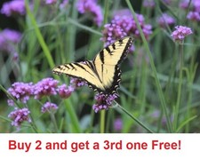 1000 plus seeds - PURPLETOP VERVAIN VERBENA bonariensi Seeds