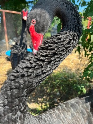 FREE! Swan Duck  Goose eggs (pls read) Mandarin Egyptian Call Indies Hookbill