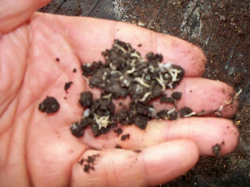 White worms cheap fish food