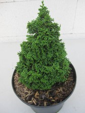 Gemma Hinoki finto cipresso - Chamaecyparis obtusa gemma - 15 - 20 cm