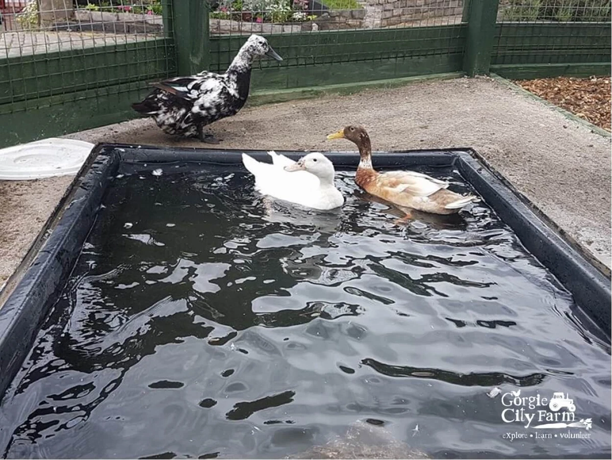Rectangular Rigid Duck Pond 893 Litres 185 Gallons Preformed Plastic Liner