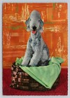 Vintage Bedlington Terrier Dog In Basket With Green Blanket Germany Postcard