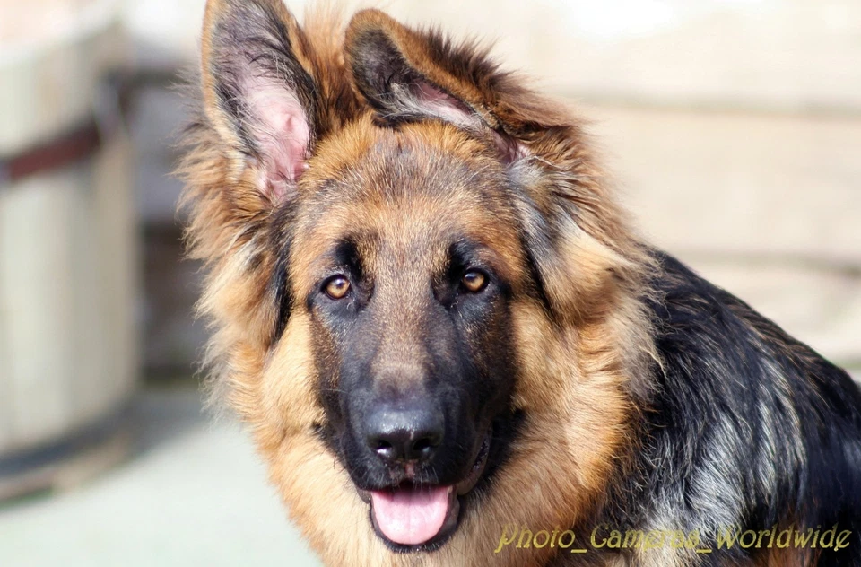 Pentacon 4/300mm F4 POWERFUL M42 Screw & DIGITAL fit Manual Lens - TESTED! - Image 2 of 4