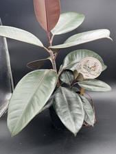 Ficus Burgundy - Exact Plant - 18" tall - 6" Pot - Free Shipping