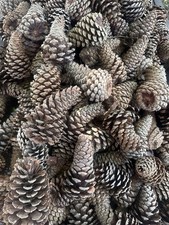 Natural Pine Cones for Crafts, Assorted Sizes...
