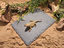 Large Slate Basking Tile Vivarium Reptile Lizard Tortoise Claws Beaks Trimmed