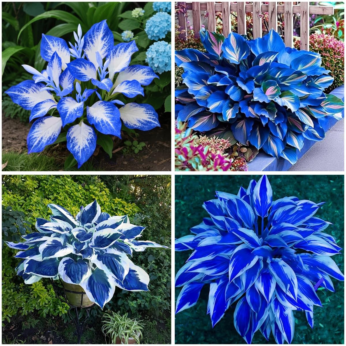 Mixrug 207+ Hosta Seeds Blue for Planting Outdoors - Rare Hostas Mixed ...
