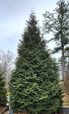 Thuja Green Giant Arborvitae 3 Inch Pot, Lot of 10