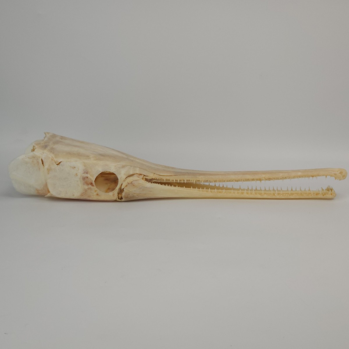 Real Longnose Gar Skull - Large - Fish - Lepisosteus osseus