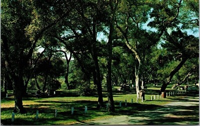 Fallbrook California Live Oak Park Scenic Forest Landscape Chrome Postcard