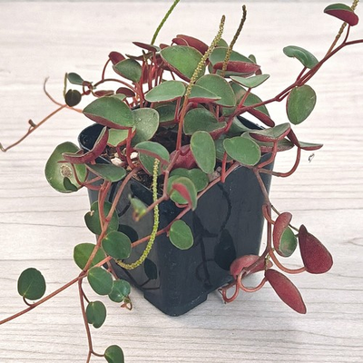 #ad Succulent Pot Plant Peperomia Ruby Cascade In 2quot; Pot $4.99