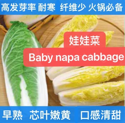 #ad 400Baby Napa cabbage Quick Chinese mini Napa cabbage seeds 400多粒娃娃菜大白菜种子2025年新种 $3.99