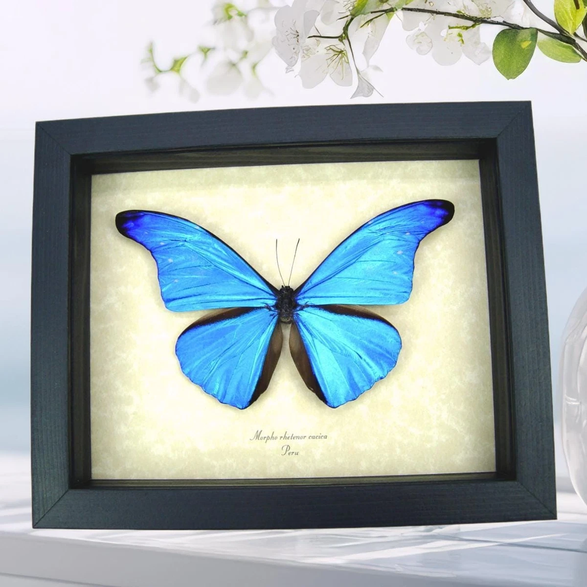 Morpho Rhetenor for sale | eBay