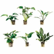 Assorted Anubias 5CM Pot ( Pack Of 3 )