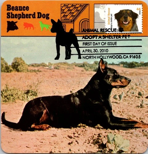 Dr Jim Stamps Maximum Card Animal Rescue Adopt A Shelter Pet Dog 44C Fdc