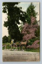 Los Angeles CA-California, Gold Ophir Roses 50 Feet High, Vintage Postcard
