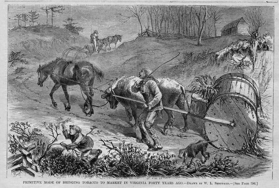 NEGRO HAULS TOBACCO TO MARKET, HORSE TRANSPORTATION