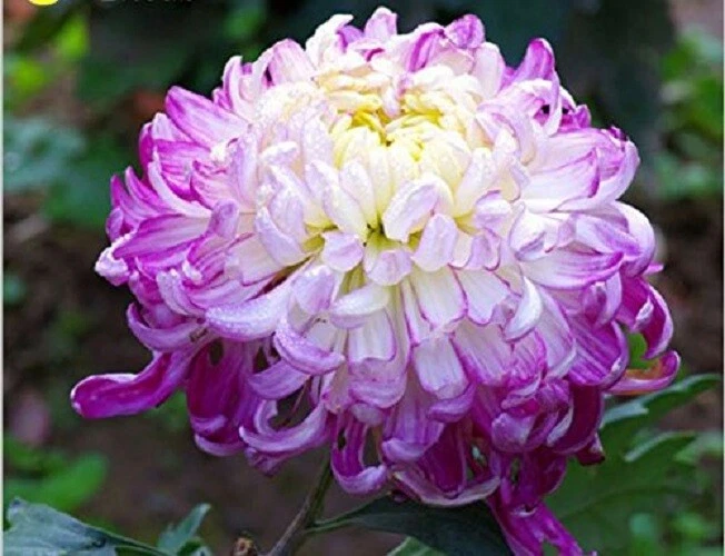 Chrysanthemum Morifolium 100 Seeds Light Purple Color Perennial Fragrant  Flower