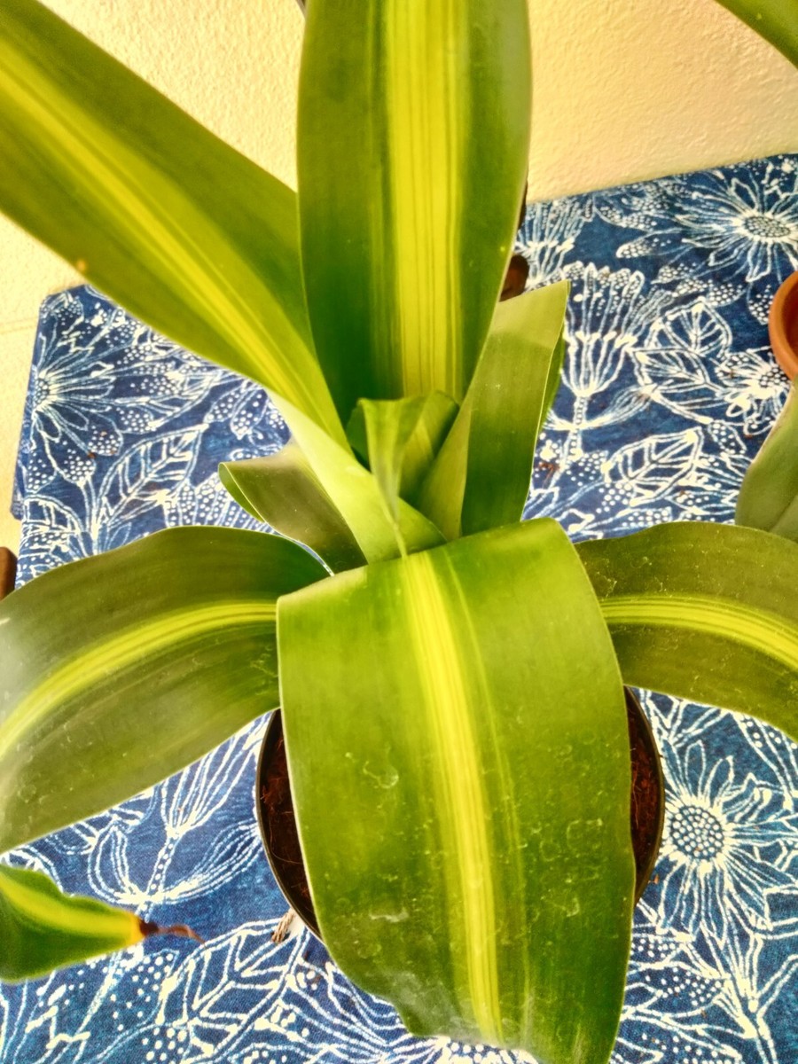 fensterblatt monstera kaufen Monstera Deliciosa Fensterblatt Zimmerpflanze 17cm 55cm kaufen
