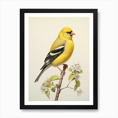 Vintage Vogel Zeichnung American Goldf gerahmtes Wandbild Poster Leinwanddruck Bild