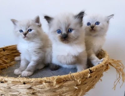 ragdoll cats gumtree