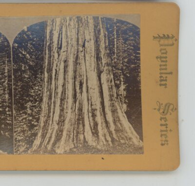 Mammoth Tree Large Redwood CA California Stereoview