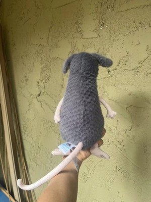 Jellycat Lachlan Sad Rat Plush Toy Rare Authentic With Dust Bag