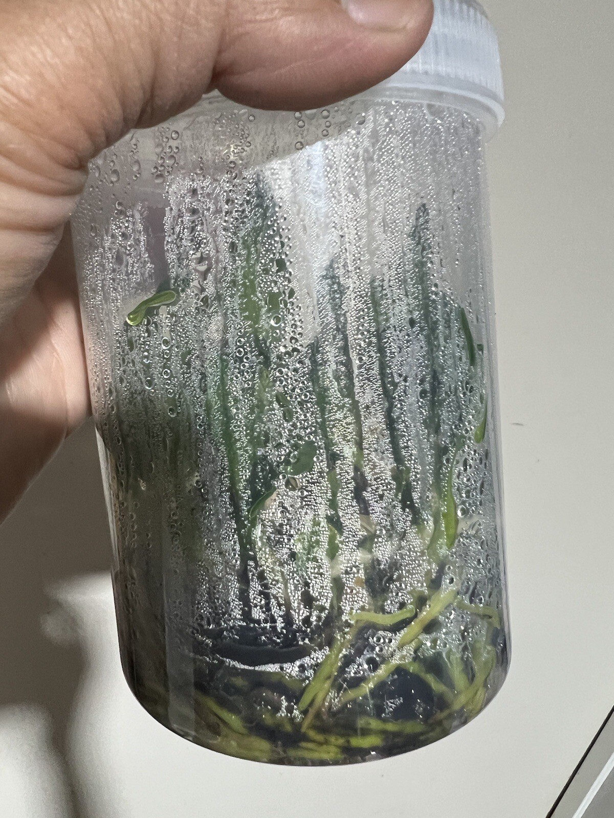 Orchids Flasks Dendrobium Hunter Titanium ‘Steroids’ x Dunokayla ‘Mogo’ 2 eBay