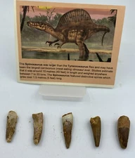 Spinosaurus Teeth Dinosaur F0SSIL Before T Rex Cretaceous K160