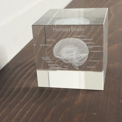 3D Human Brain Anatomy Crystal Cube Paperweight Laser Etched Desk Decor