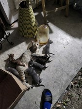 Baby Kittens Live At Home