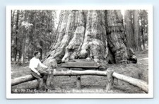 Postcard CA Sequoia National Park General Sherman Tree RPPC B&W Photo View K7