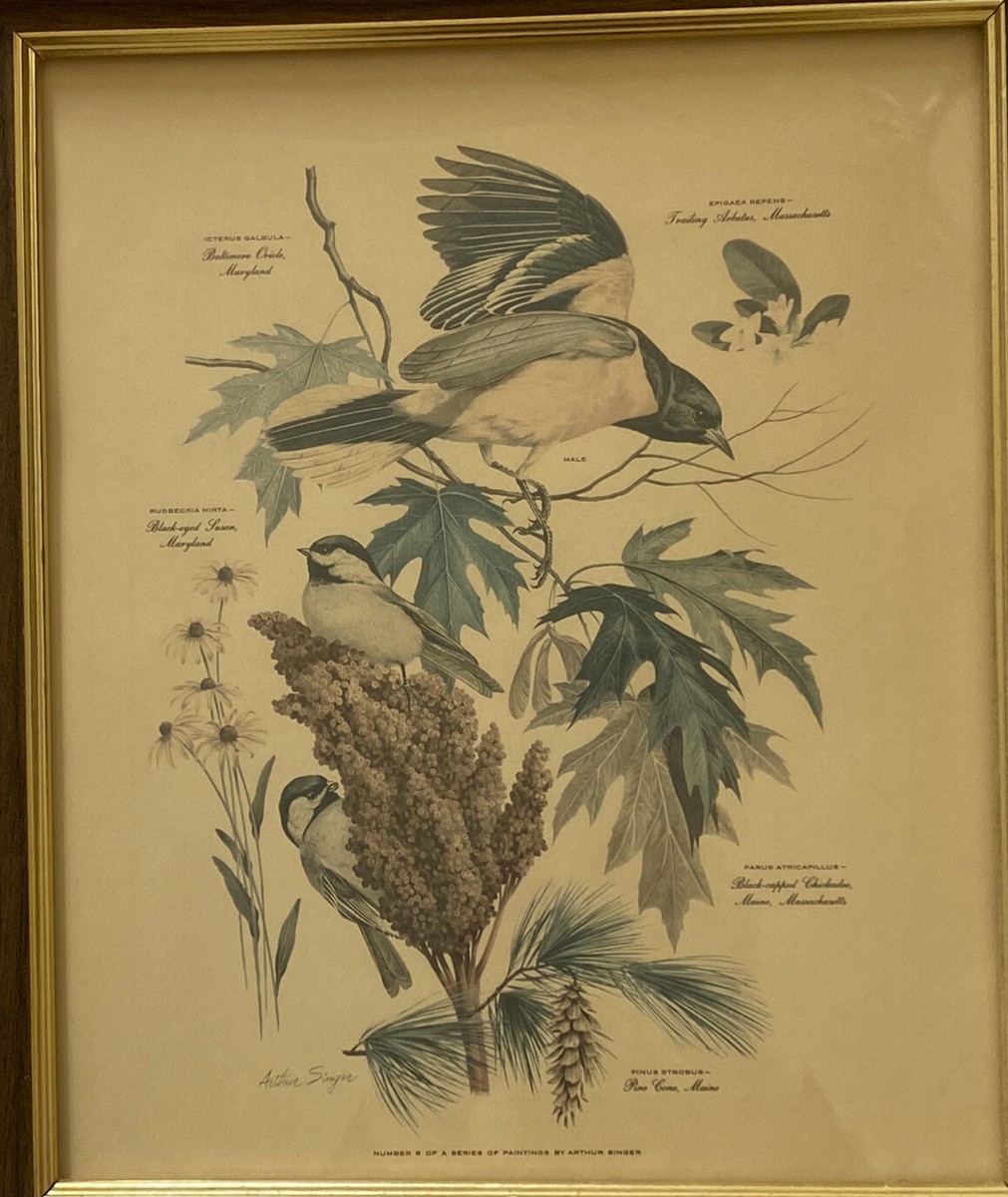 Vtg. Arthur Singer Framed Print Willow Goldfinch 6 Of A Series 12