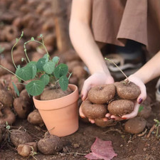 Stephania Erecta Caudex Plant – Rare Succulent Bonsai Style, Unique Indoor House