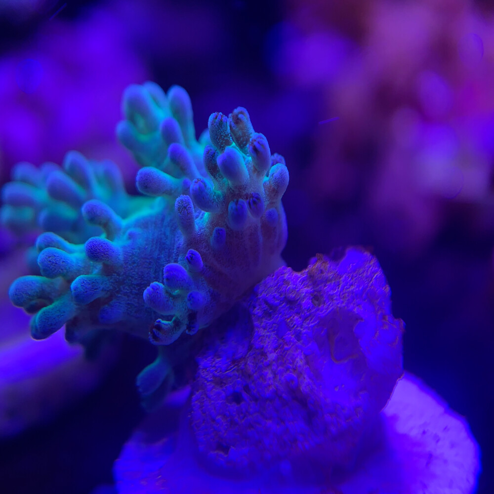 Neon Green Kenya Tree Regular Frag Leather Soft Coral Marine