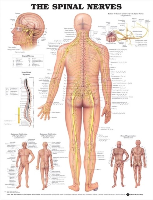 The Spinal Nerves Anatomical Chart (Wallchart)