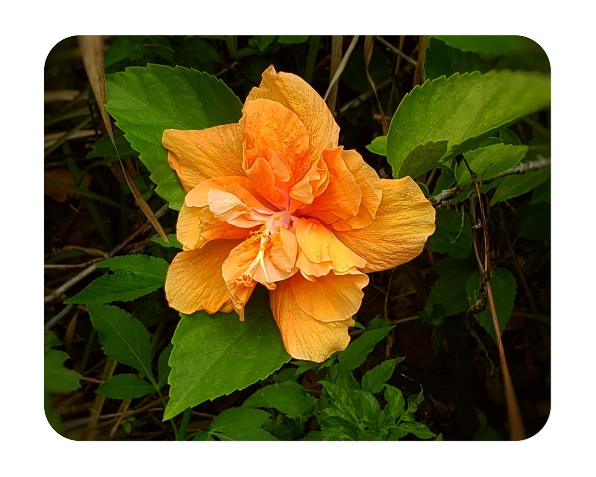 JANE COWL Orange Peach Tropical Hibiscus Live Plant Double Flower