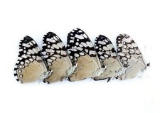 Dried cracker butterflies: hamadryas ssp specimens, bundle of 5