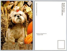 2006 Harlequin Shih Tzu Dog Postcard Fall Autumn Pumpkin Puppy Pet Animal