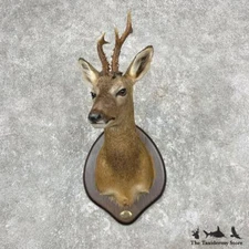 #26778 V+ | European Roe Deer Shoulder Taxidermy Head Mount - Antlers