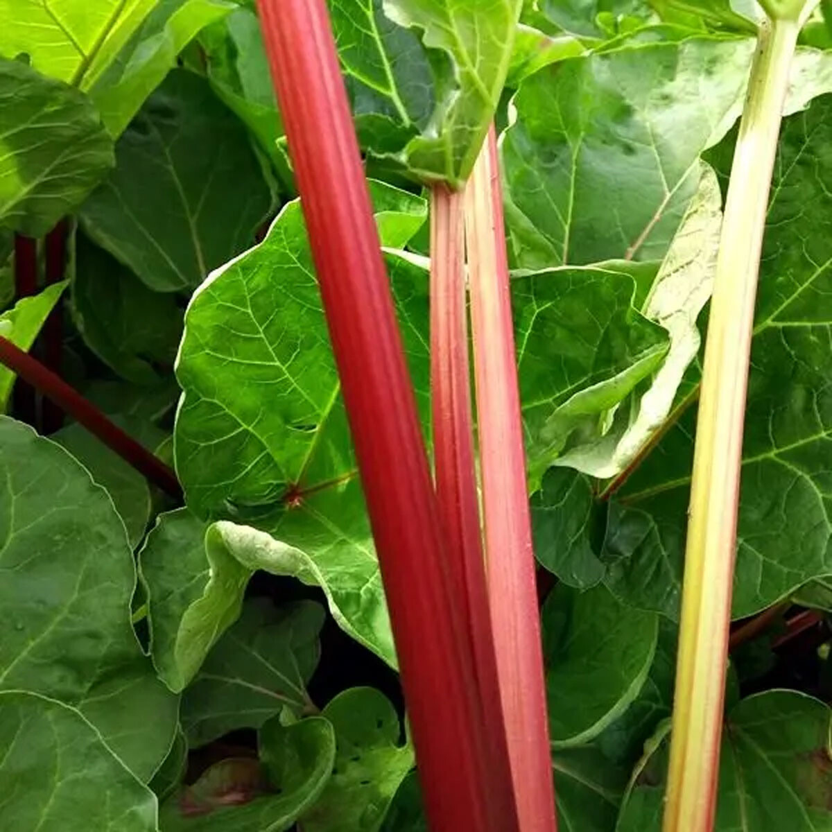 Top Rhubarb Crown Ebay Deals – Fresh, Organic & Ready to Ship