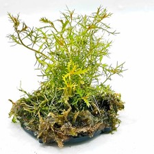 Aquarium Moss & Stem Plant Pad | Nano Tank Aquascape | Shrimp Safe Snail Free
